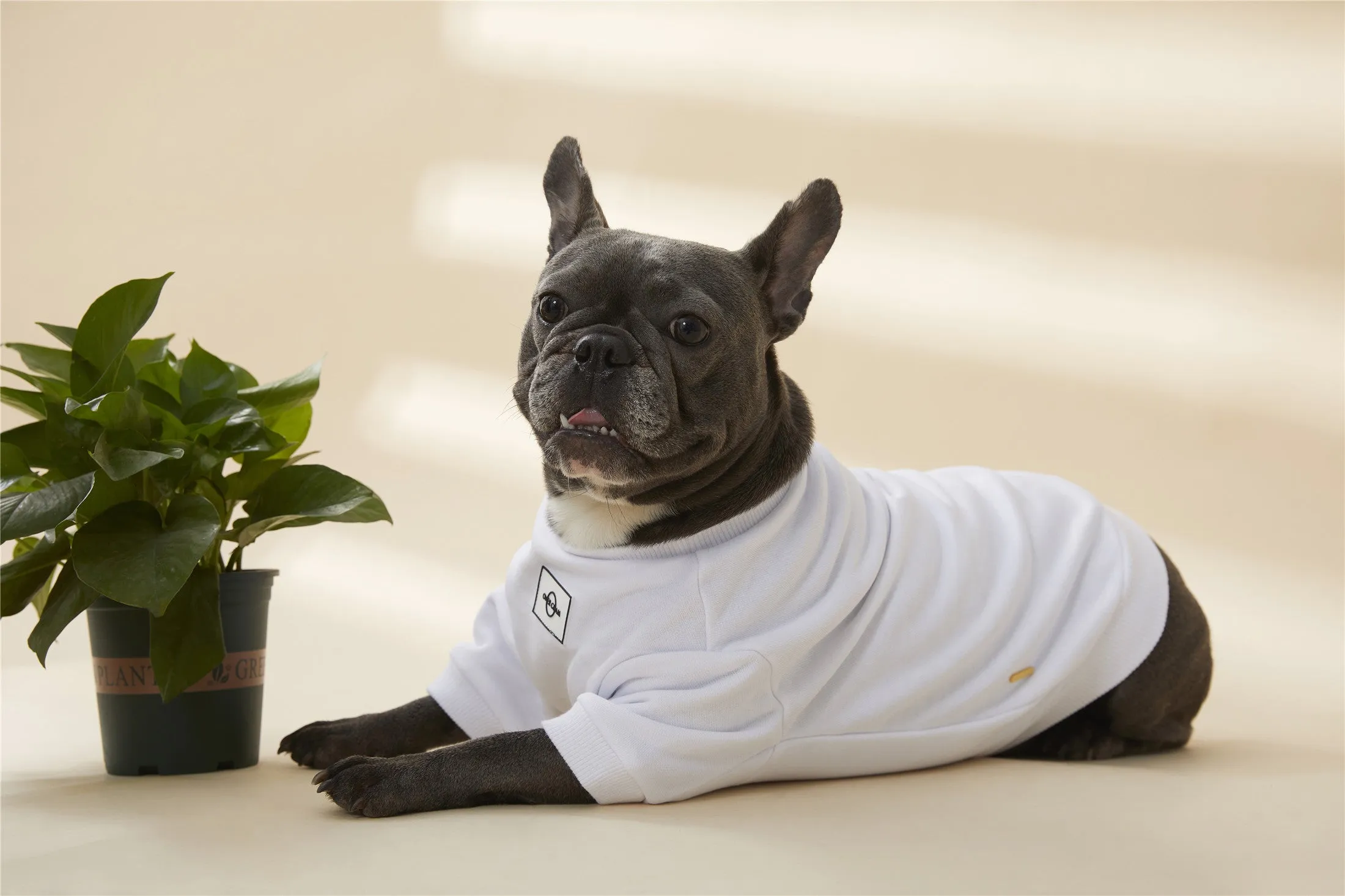 Sweatshirt with Metal Buckle